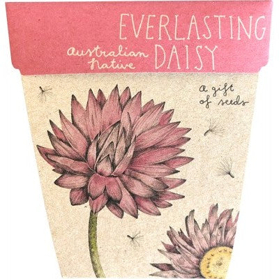 SOW 'N SOW Gift Of Seeds - Everlasting Daisy