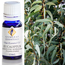 Load image into Gallery viewer, Eucalyptus Lemon Gum Essential Oil